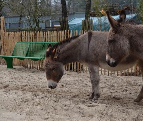 Parkbank Athene 47 Onze parkbank Athene met rugleuning op de achtergrond, ook deze parkbank staat bij De Ezel sociëteit in Zeist. Een geweldig initiatief.