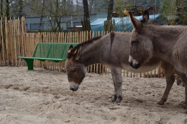 Parkbank Athene 18 Onze parkbank Athene met rugleuning op de achtergrond, ook deze parkbank staat bij De Ezel sociëteit in Zeist. Een geweldig initiatief.